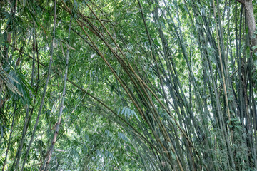 Fototapeta premium Arching bamboo poles create natural ceiling texture. Dense culm lines suit wellness retreat background. Green grove canopy supports tropical decor concepts