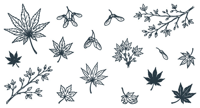 Various hand-drawn maple leaves, branches, and samara seeds are scattered in a charming, artistic botanical illustration