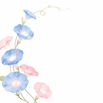 Morning glory flowers watercolor illustration background for Japanese summer