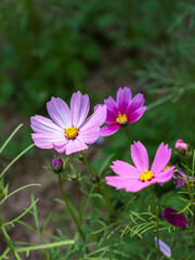 Fototapeta premium Pink flowers bloom among green leaves