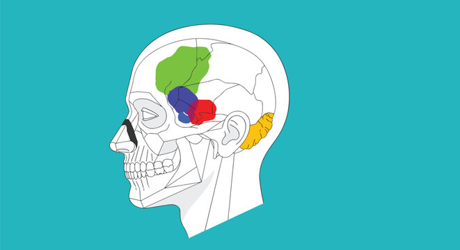 Medical illustration of human skull profile showing colored regions representing different paranasal sinuses for clinical study.