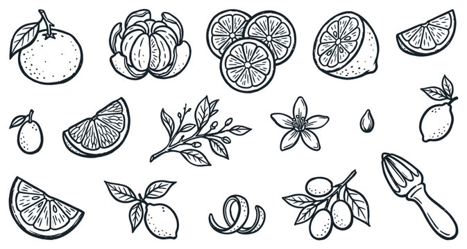 Various hand-drawn citrus fruits, slices, leaves, flowers, and a juicer are arranged in a charming vintage style