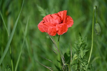 Naklejka premium Vibrant red poppy flower blooming in a green field in Krupanj, Serbia.