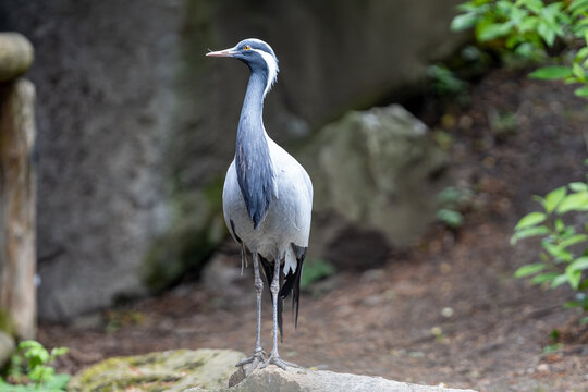 The whooping crane (Grus virgo) is the smallest crane species, approximately 90 cm tall.