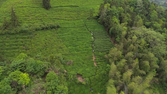Aerial photo of tea picking in spring in Mount Huangshan, Anhui