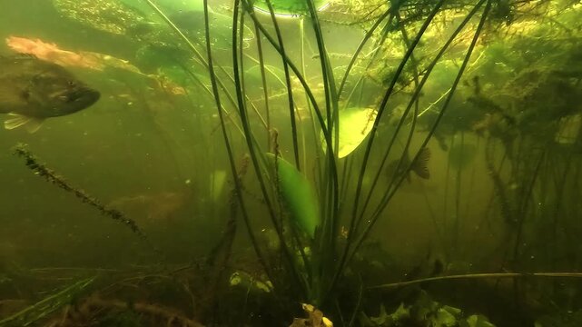 Largemouth bass - Micropterus salmoides - joins northern pike - Esox lucius - inside a dense water lily field in a French lake. Rare coexistence between two freshwater predators.