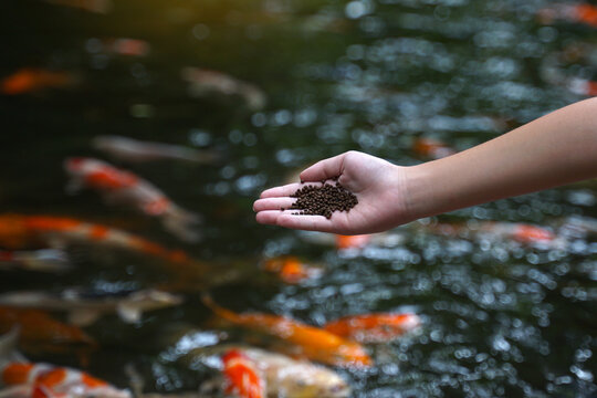 Close-up of a hand holding pellets to feed koi fish in a pond. Concept of fish care, backyard hobby, relaxation, and feeding colorful fancy carp pets in a garden.