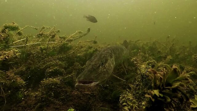 Front close up of northern pike - Esox lucius - resting on aquatic plants with its mouth slightly open. Ambush predator showing focused gaze and characteristic hunting posture.