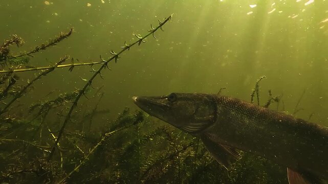 Two underwater shots of northern pike - Esox lucius - highlighting its elongated head and prognathous lower jaw extending beyond the upper snout. Distinct predator anatomy in freshwater habitat.