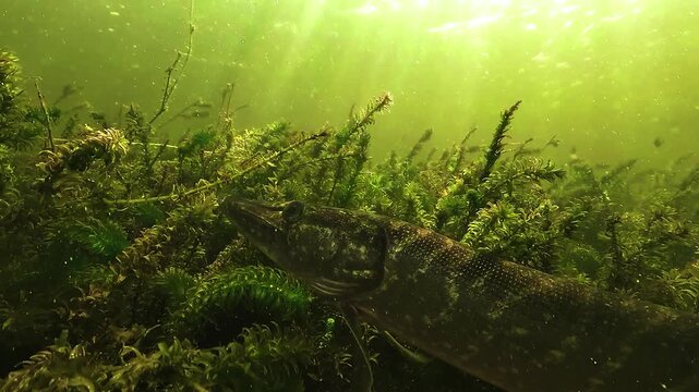 Northern pike - Esox lucius - hidden within bottom aquatic plants then swimming upward while searching for prey, viewed beneath the surface with sun rays piercing the water in a French lake.