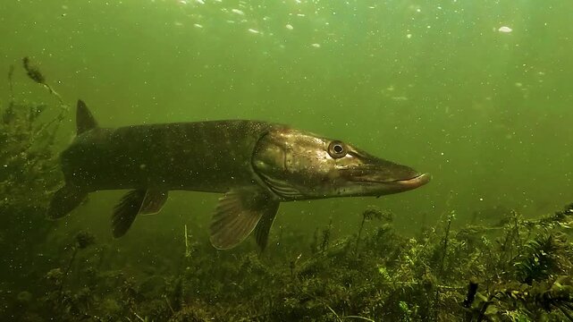 Close up on northern pike - Esox lucius - with open jaws revealing sharp teeth and powerful mouth structure in freshwater habitat. Ambush predator built for rapid strikes.