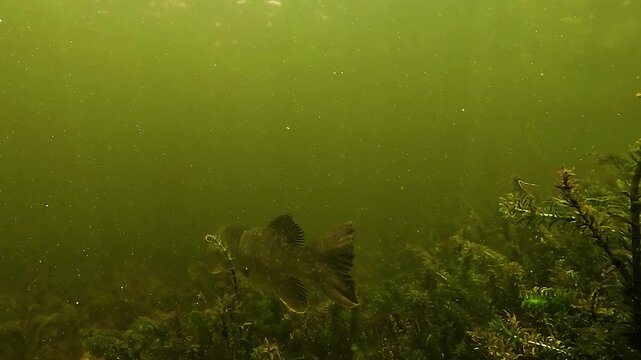 Rear underwater view of northern pike - Esox lucius - with focus on the slow undulation of its caudal fin above dense aquatic plants in a French lake. Stealth predator movement.