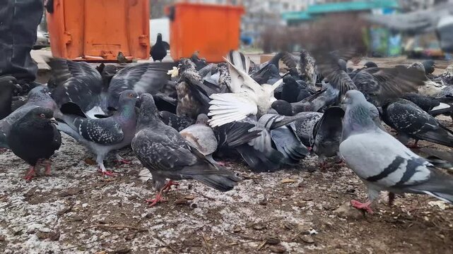 A large flock of urban pigeons gathers on a gritty city street, engaging in a chaotic feeding frenzy. This low-angle close-up captures the birds pecking at food and flapping wings amidst