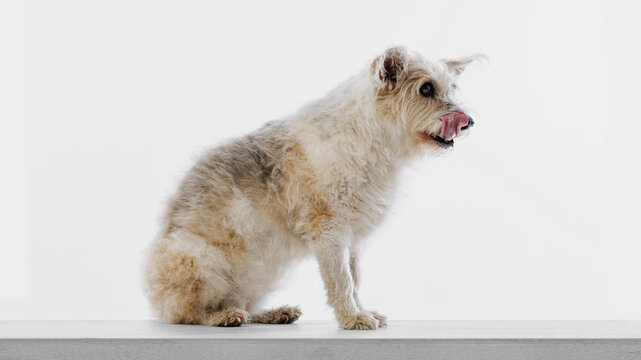 Mixed breed dog sitting in profile and licking nose on white studio background. Concept of pet snack promo, dog food taste test, animal care blog and humorous shelter campaign.