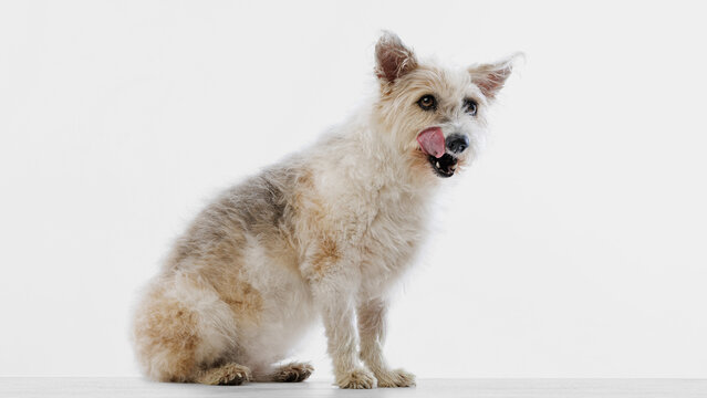 Mixed breed dog sitting with tongue out in white minimalist studio. Concept of cheerful pet adoption, grooming salon promo, dog food brand and friendly animal content for web banners.