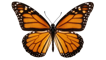 Monarch butterfly with orange black, and white wings © Pablo