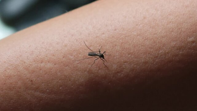 A mosquito bit my arm and was about to suck my blood.