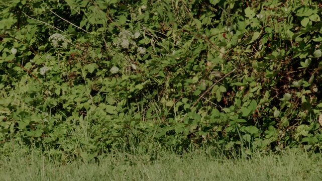 juvenile red-backed shrike being fed in a blackberry bush