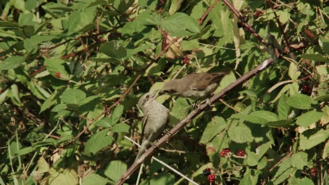 juvenile red-backed shrike being fed in a blackberry bush
