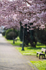 Fototapeta premium Cherry Blossom Canopy Over a Quiet Park Bench