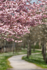 Fototapeta premium Cherry Blossom Canopy Above a Winding Spring Path