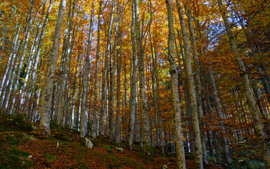 Fototapeta premium the wonderful nature in an autumn forest
