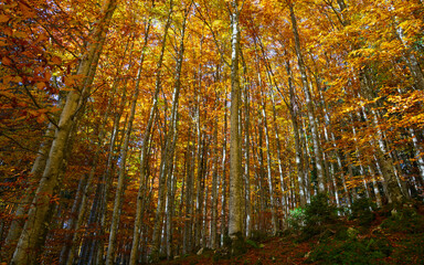 Fototapeta premium a beautiful autumn forest colored like a painting