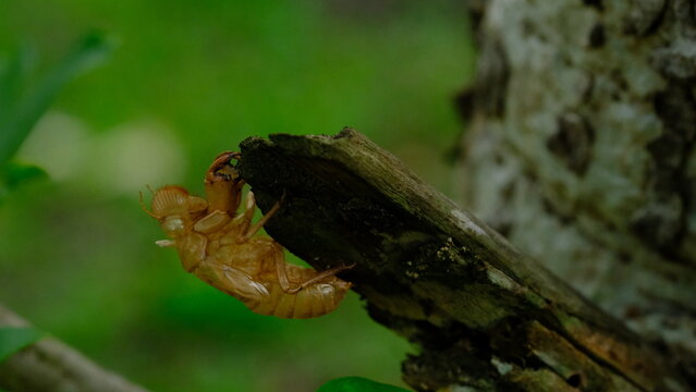 Macro view of a golden brown cicada exoskeleton left on a piece of decaying wood in the forest
