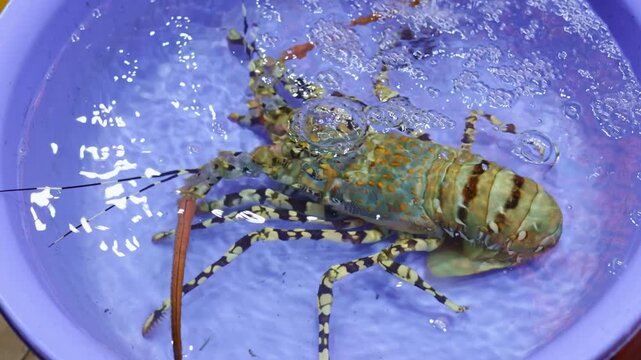 Fresh seafood concept with a live ornate rock lobster in a purple plastic basin filled with bubbling water, showing the crustacean breathing and moving its antennae before being cooked