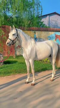 white horse is neighing in the park
