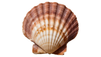 Scallop seashell with ribbed texture and brown and white stripes © Pablo