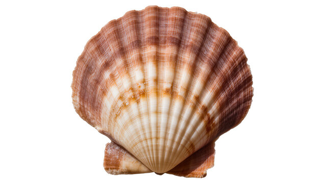 Scallop seashell with ribbed texture and brown and white stripes