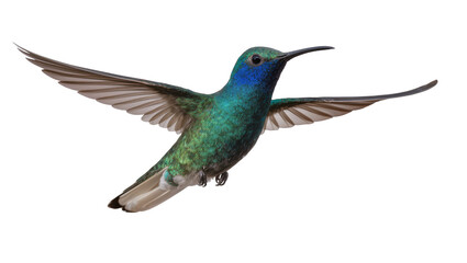 Fototapeta premium Hummingbird with iridescent green and blue feathers in flight
