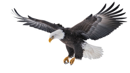 Obraz premium Bald eagle with wings spread in flight, white head and tail