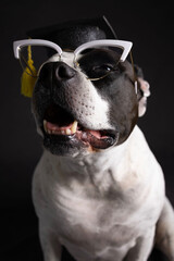 Obraz premium Funny, Amstaff is wearing a graduation hat and glasses, watching and sitting on a black background