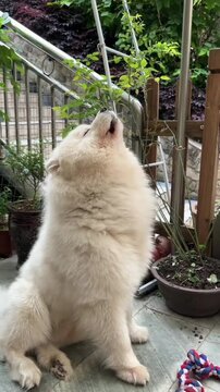 A wolf howl in the Zoo  waiting for  food and talk to each other. An impressive picture of the wolves normally only seen them like this in the nature. A High quality shot
