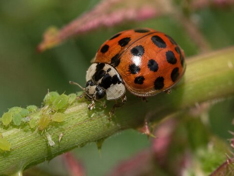 Asian Lady Beetle Color Morph Macro