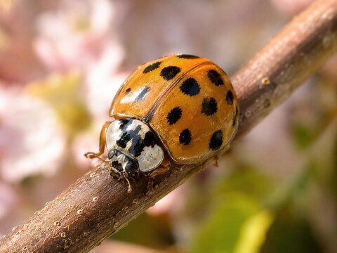 Asian Lady Beetle Color Morph Macro