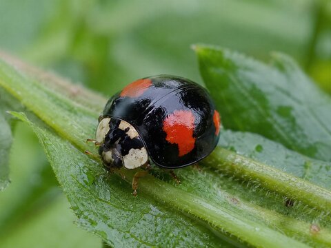 Asian Lady Beetle Color Morph Macro