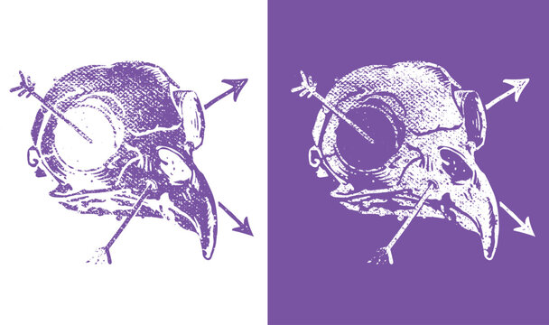 Bird Skull with Arrow Illustration Set