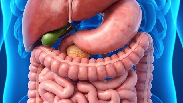 3D Medical Illustration of Human Digestive System with Stomach, Liver and Intestine. Suitable for education, healthcare, science, and documentary.