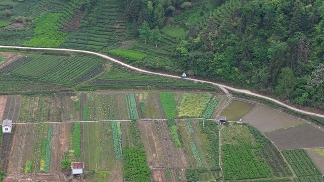 Tea pickers transport packaged tea leaves to the tea factory