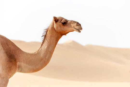 Middle eastern camel in a desert in United Arab Emirates, closeup animal portrait