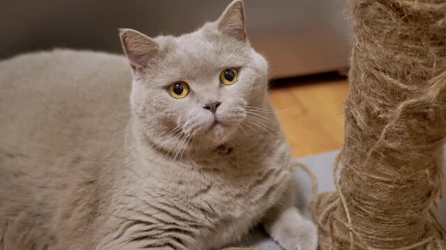 A lilac British Shorthair cat rests on the floor while looking up at a sisal rope scratching post. Concept of pet lifestyle, feline curiosity, and domestic animal behavior.