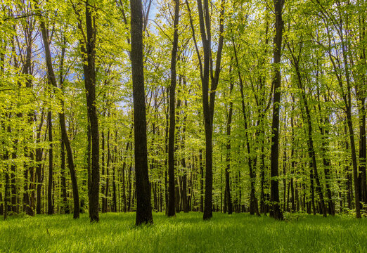 A vibrant, sunlit forest during the spring season, with lush green foliage and a bright, fresh appearance. A dense forest of young, deciduous trees with vibrant green spring leaves and a grassy floor