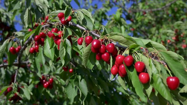 Ripe juicy cherries growing on tree in orchard. Sweet red cherries hanging on branch. Fresh organic cherry.
