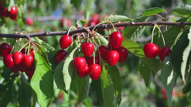 Ripe juicy cherries growing on tree in orchard. Sweet red cherries hanging on branch. Fresh organic cherry.