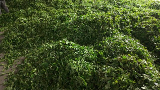 Tea farmers are selling tea leaves that have just been transported from the mountains at the tea factory