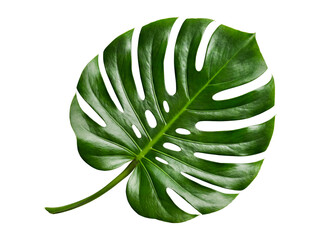 Tropical Monstera Leaf Isolated on Transparent Background © PixFoto