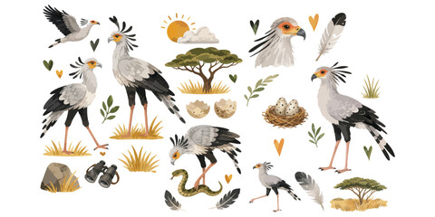 Fototapeta premium watercolor secretary bird collection